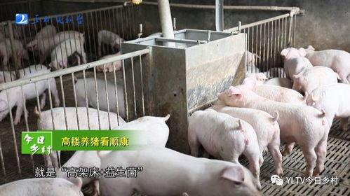 肥猪爆料虎子怎么做的视频,虎子独家视频揭秘制作过程 第2张 肥猪爆料虎子怎么做的视频,虎子独家视频揭秘制作过程 第2张